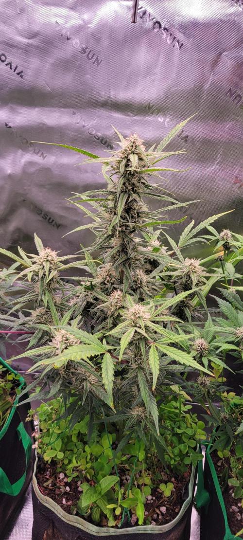 ETHOS NYCD. Week 8