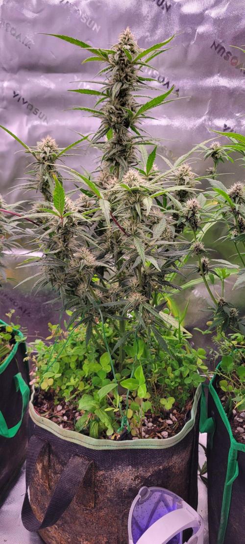 ETHOS NYCD. Week 8