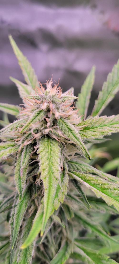ETHOS NYCD. Week 8