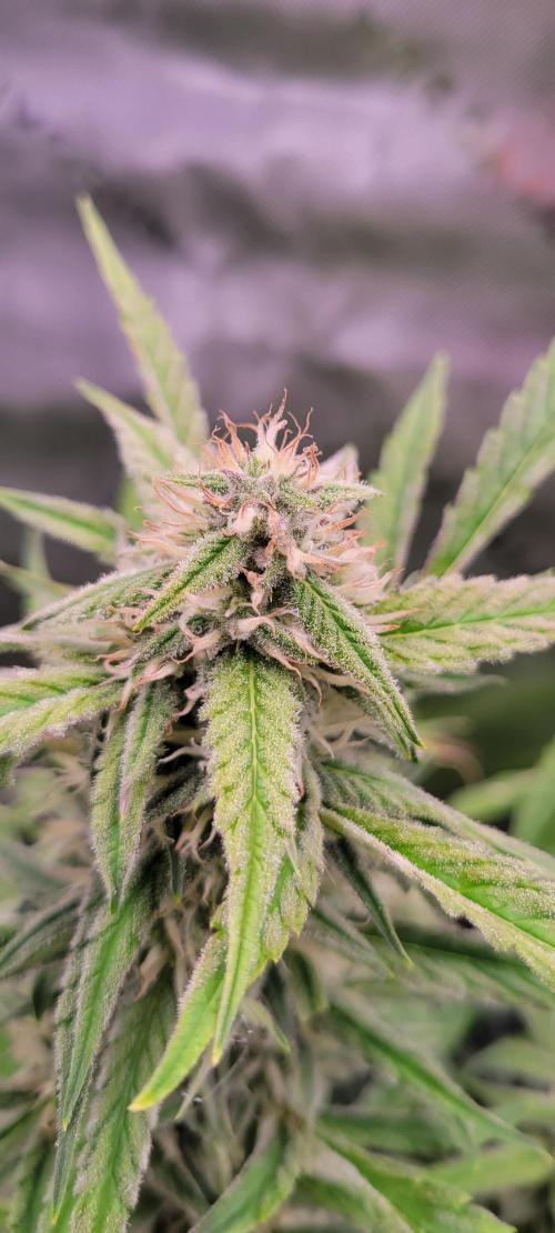 ETHOS NYCD. Week 8