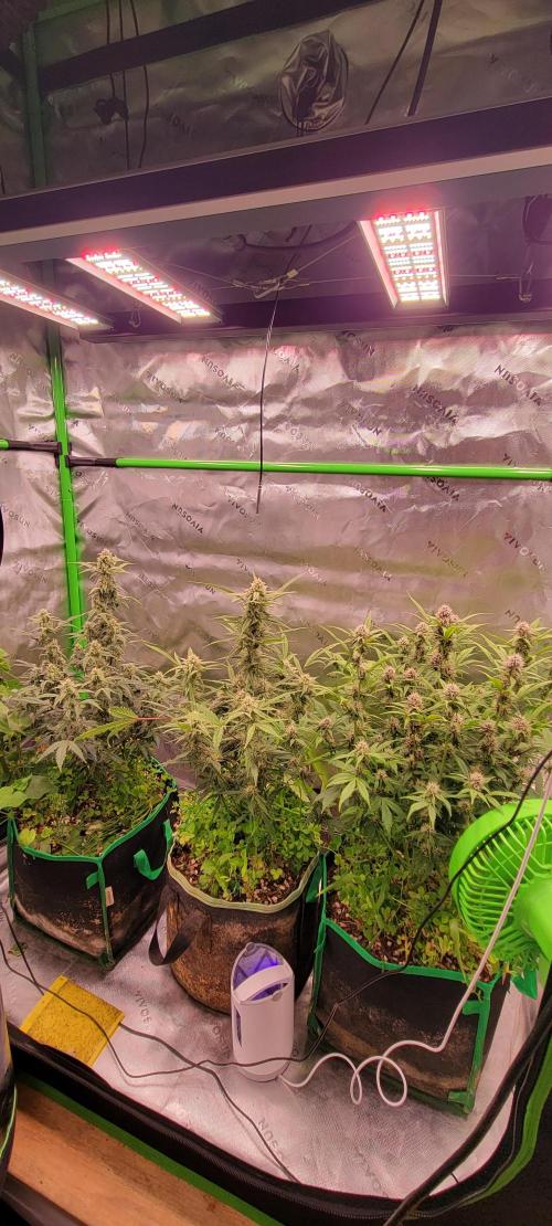 ETHOS NYCD. Week 8