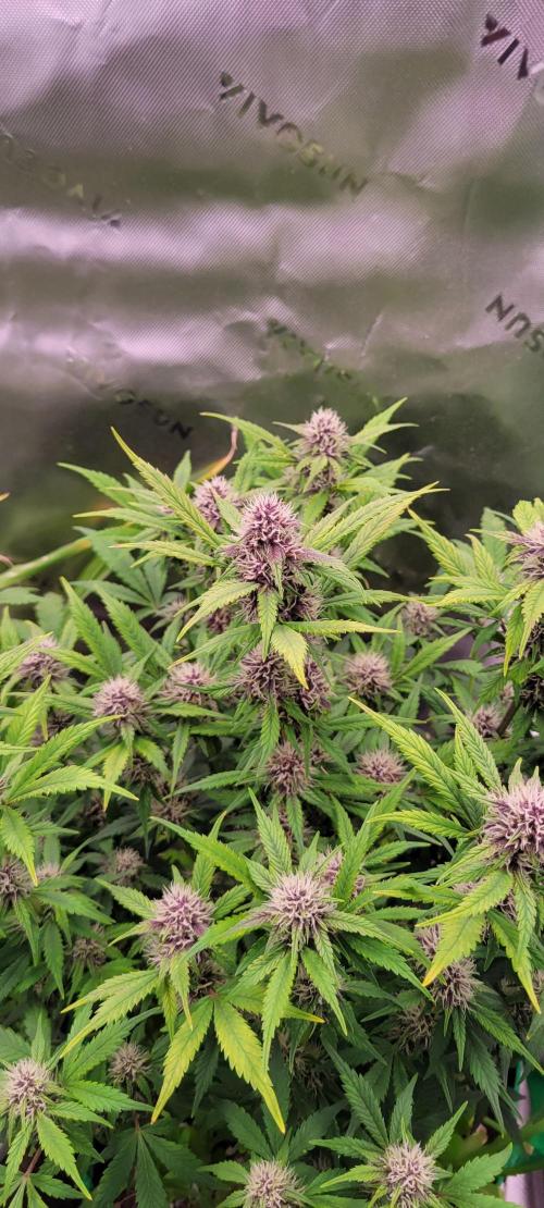 Banana Purple Punch RF3🍌👊. Week 8