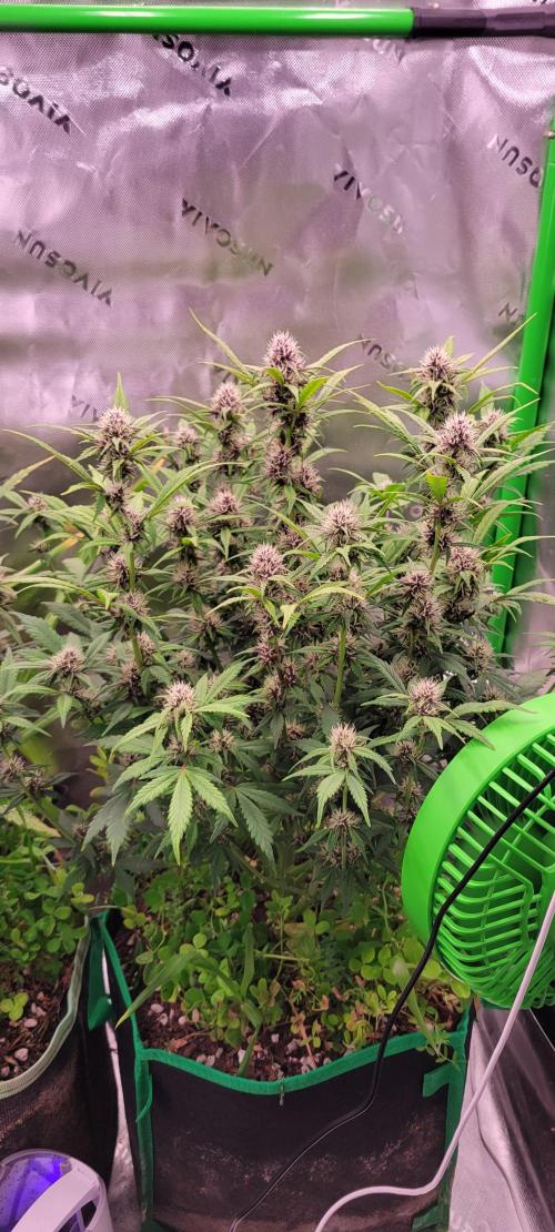 Banana Purple Punch RF3🍌👊. Week 8