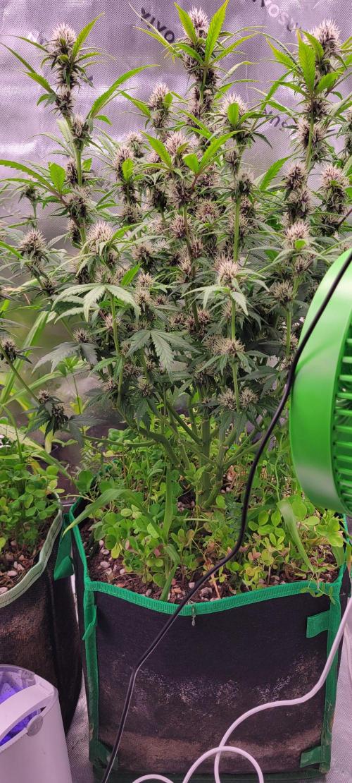 Banana Purple Punch RF3🍌👊. Week 8