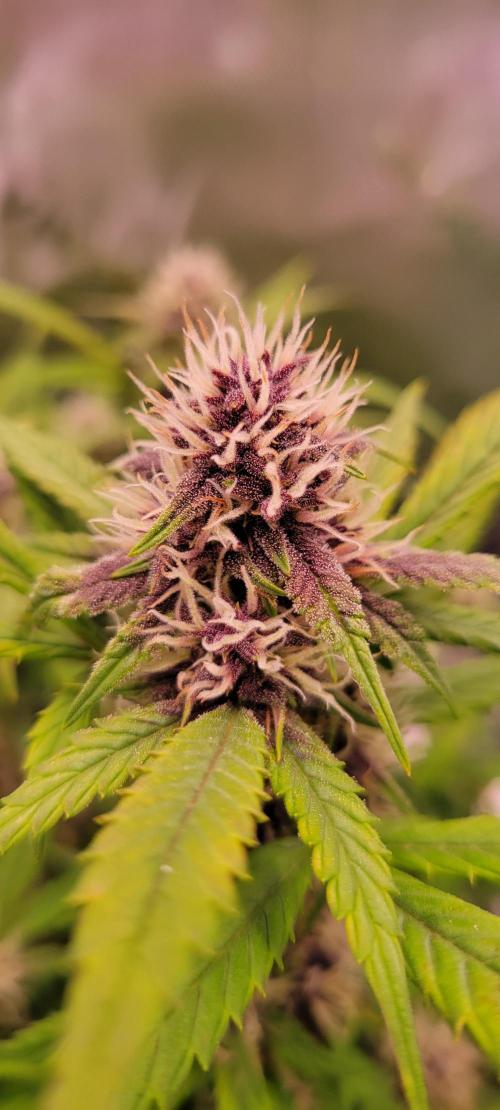 Banana Purple Punch RF3🍌👊. Week 8
