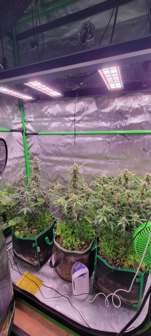 Banana Purple Punch RF3🍌👊. Week 8