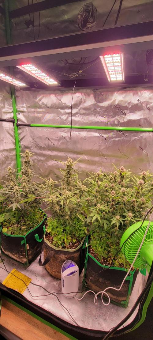 Banana Purple Punch RF3🍌👊. Week 8