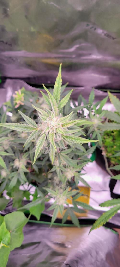 Grape Ape F1 Zamnesia. Week 8