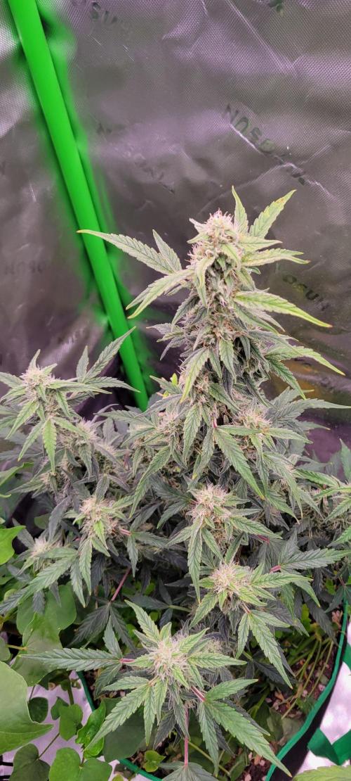 Grape Ape F1 Zamnesia. Week 8