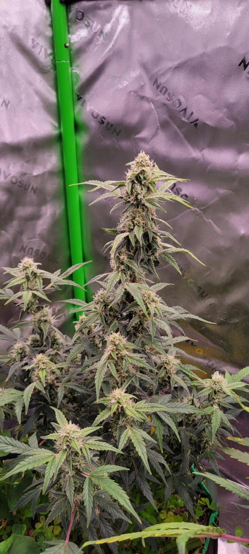 Grape Ape F1 Zamnesia. Week 8
