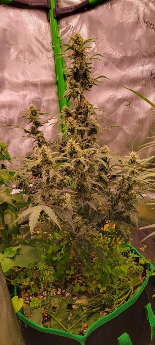 Grape Ape F1 Zamnesia. Week 8