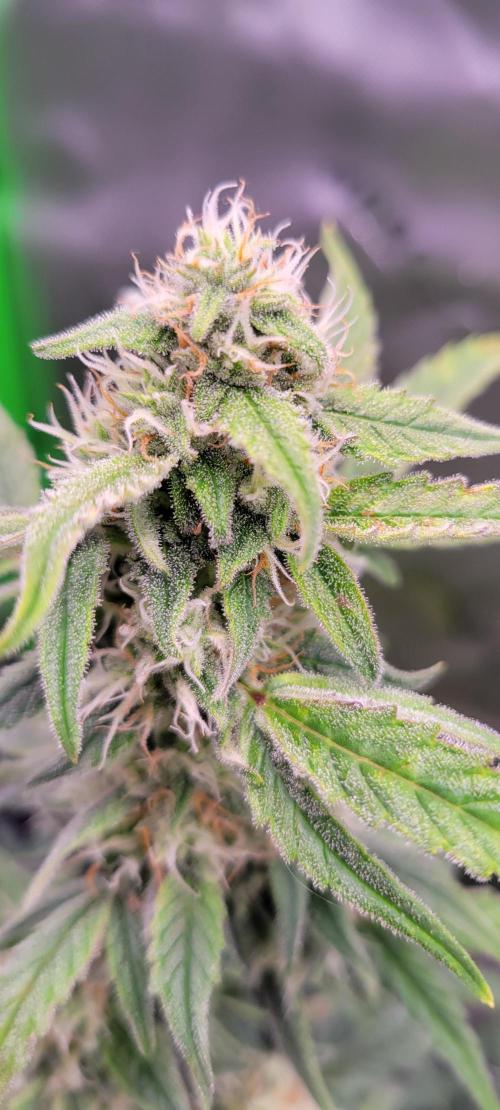 Grape Ape F1 Zamnesia. Week 8