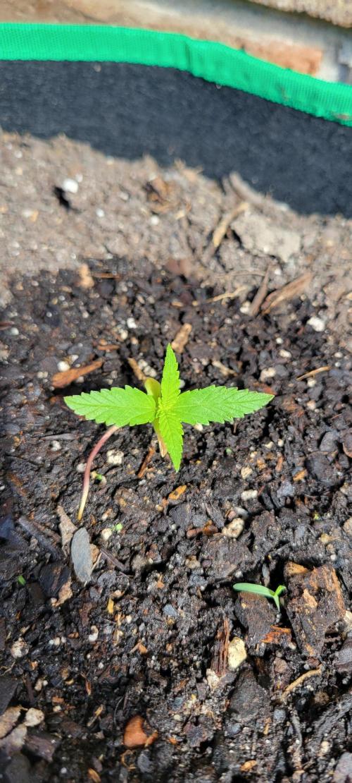 RF3 Strawberry Gorilla🍓. Week 1