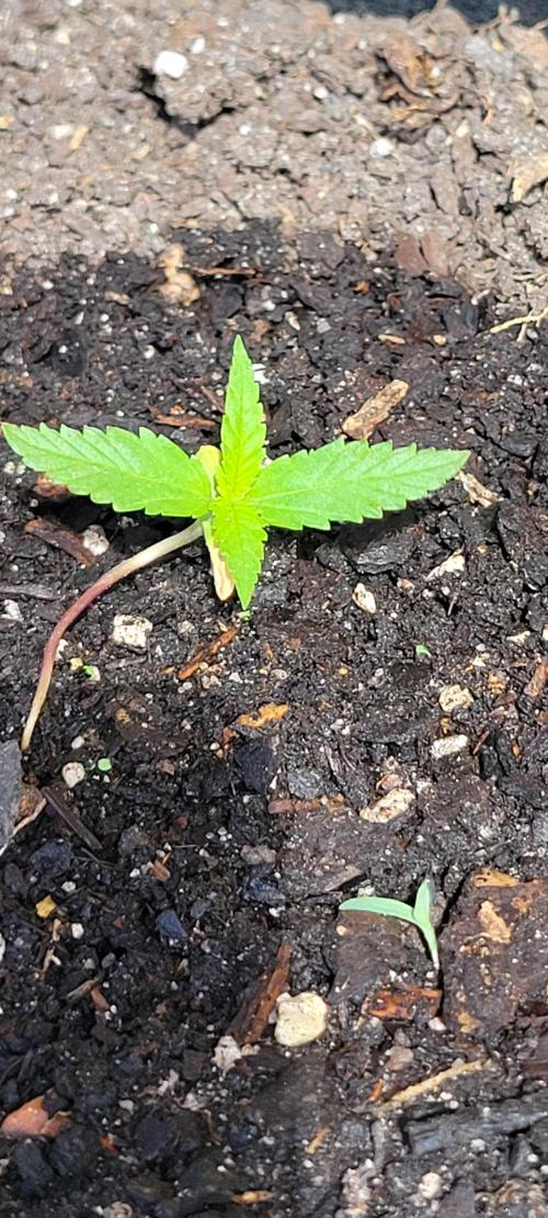 RF3 Strawberry Gorilla🍓. Week 1