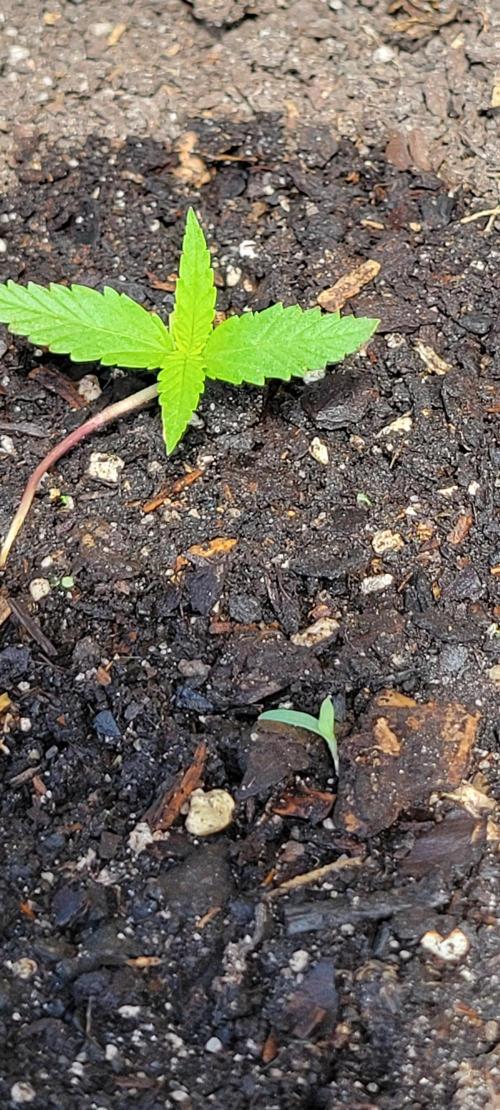 RF3 Strawberry Gorilla🍓. Week 1