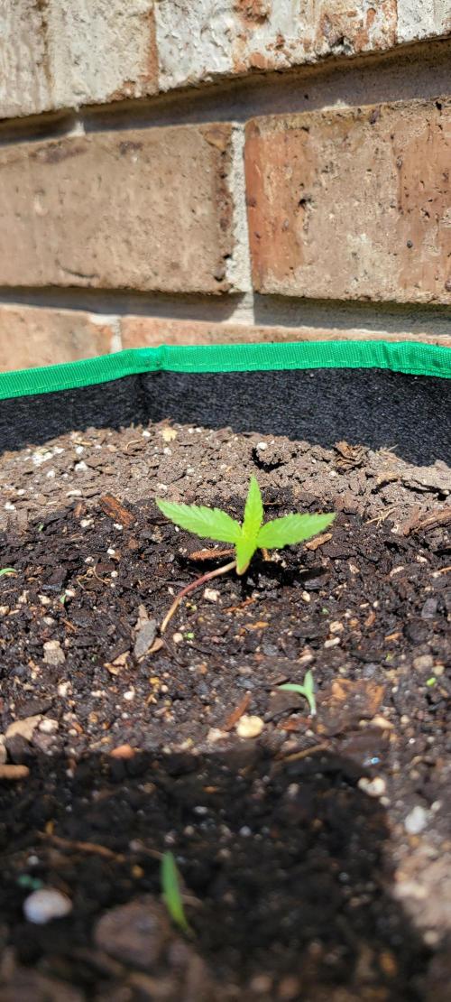 RF3 Strawberry Gorilla🍓. Week 1