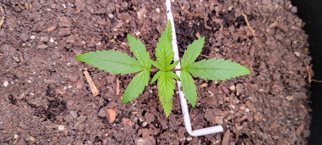 RF3 Strawberry Gorilla🍓. Week 2