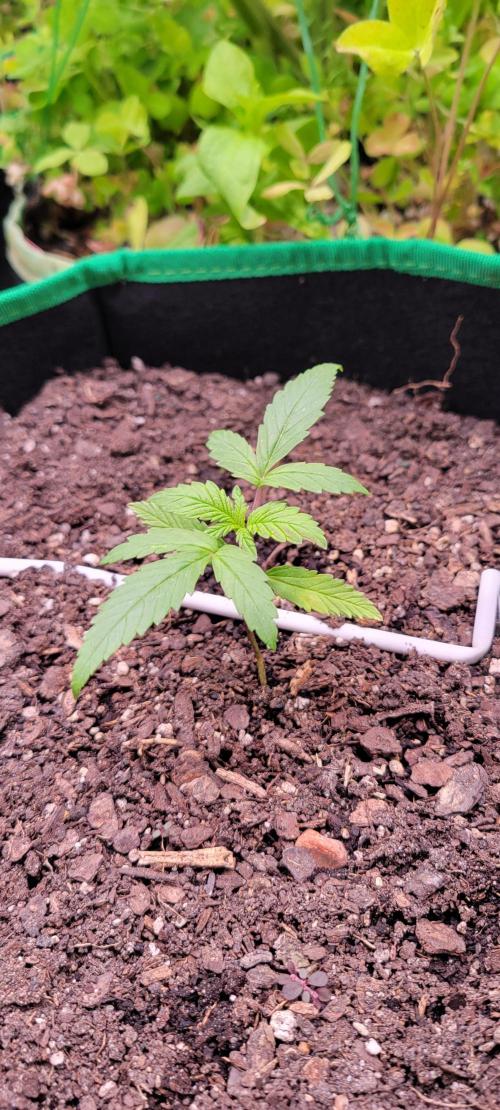 RF3 Strawberry Gorilla🍓. Week 2