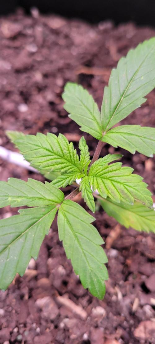 RF3 Strawberry Gorilla🍓. Week 2