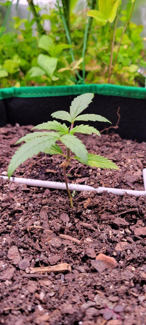 RF3 Strawberry Gorilla🍓. Week 2