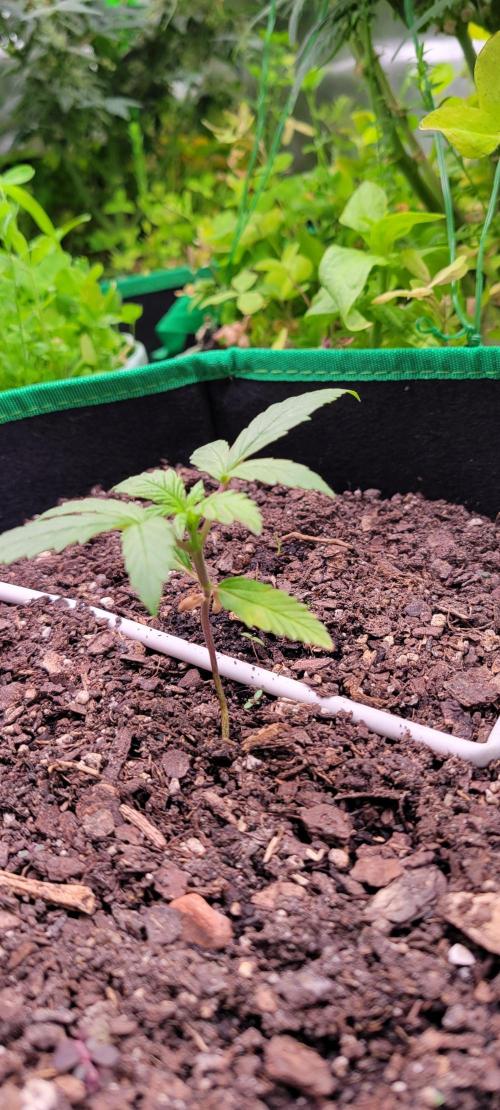 RF3 Strawberry Gorilla🍓. Week 2