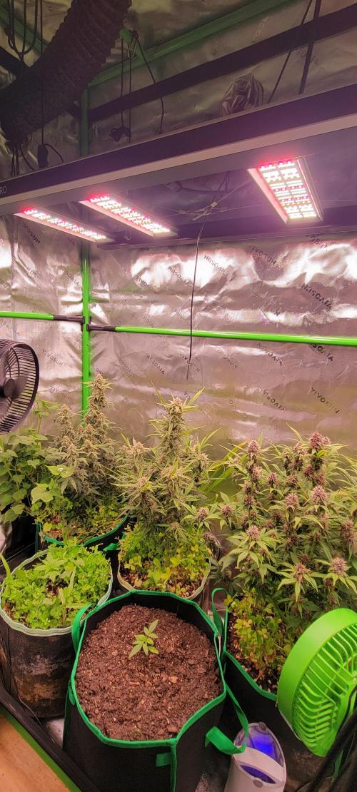 RF3 Strawberry Gorilla🍓. Week 2