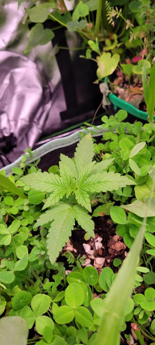 🍋🍒🍪 Lemon Cherry Cookies. Week 2