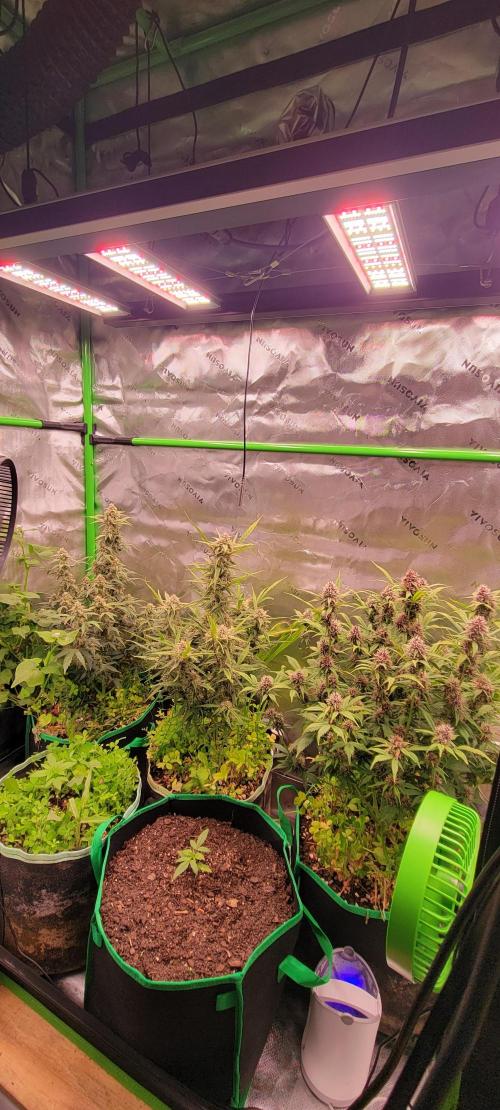 🍋🍒🍪 Lemon Cherry Cookies. Week 2