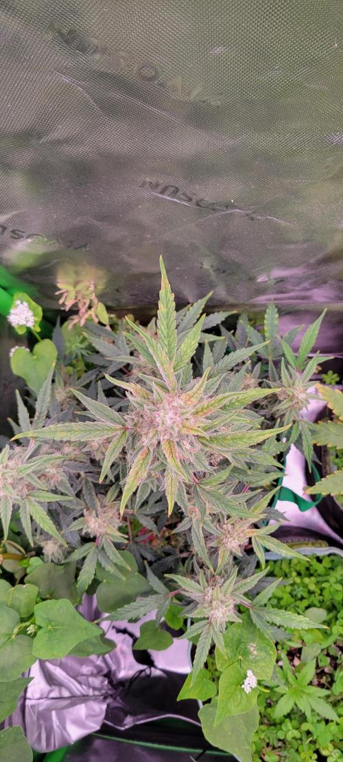 Grape Ape F1 Zamnesia. Week 9