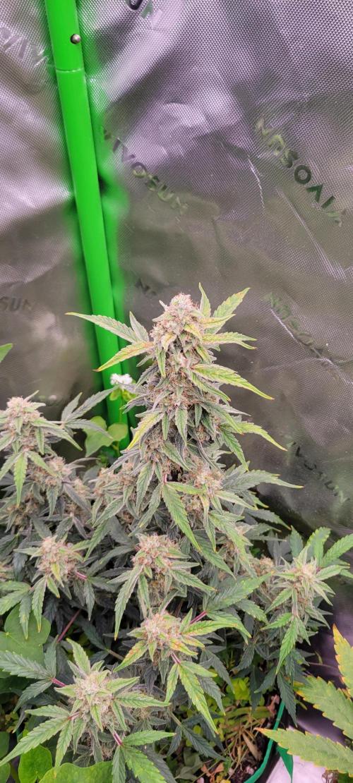 Grape Ape F1 Zamnesia. Week 9