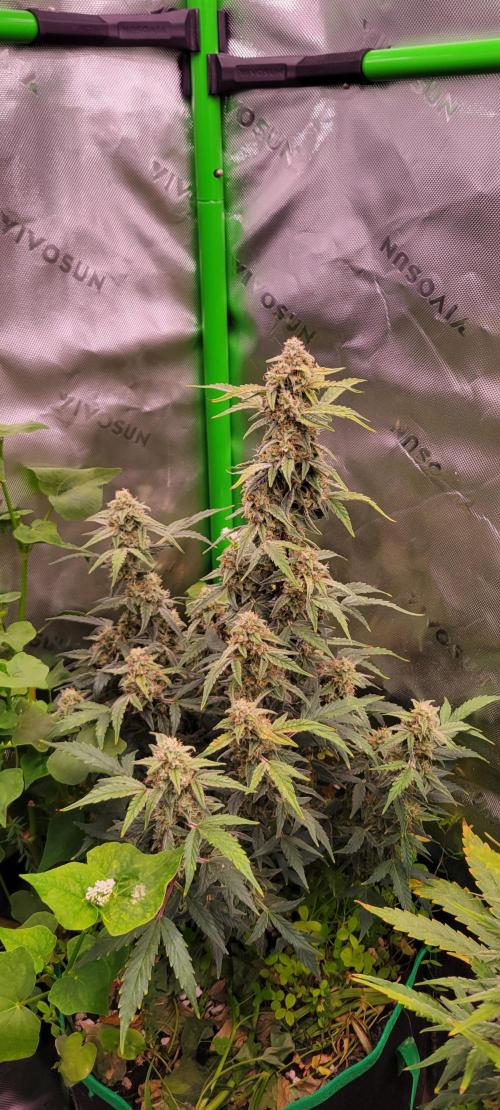 Grape Ape F1 Zamnesia. Week 9