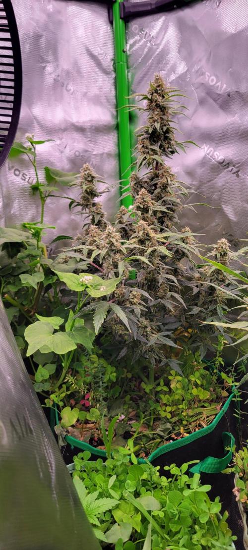 Grape Ape F1 Zamnesia. Week 9
