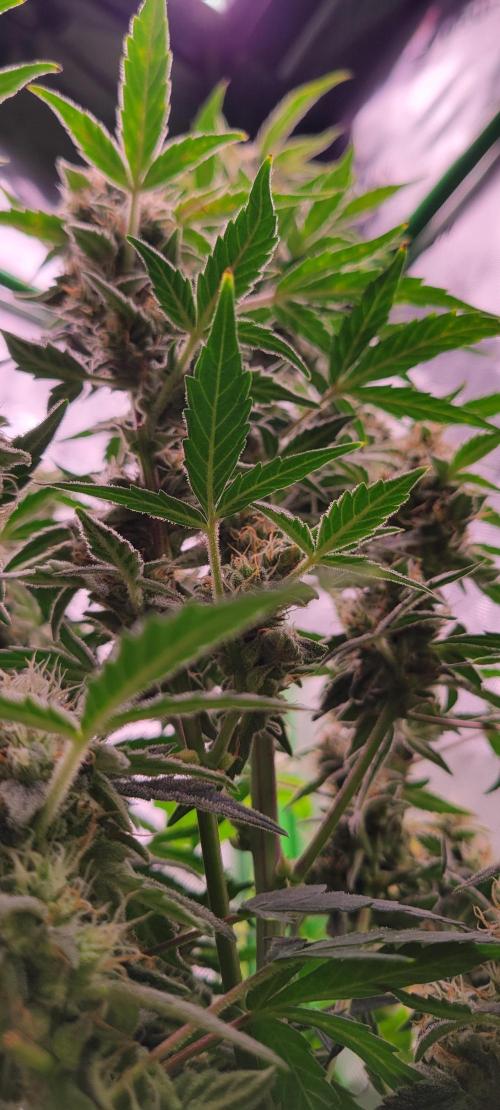 Grape Ape F1 Zamnesia. Week 9
