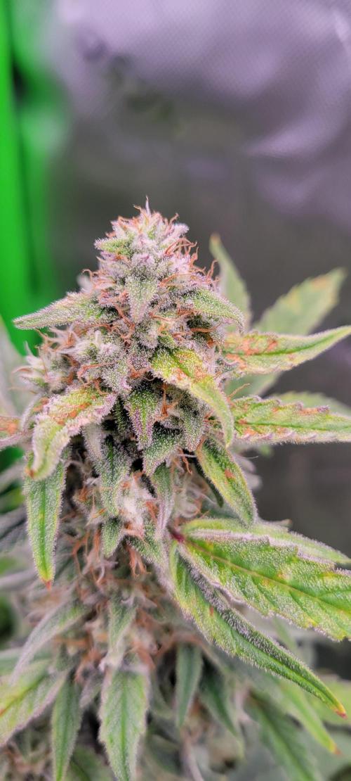 Grape Ape F1 Zamnesia. Week 9