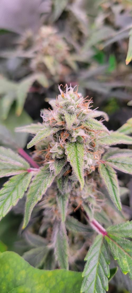Grape Ape F1 Zamnesia. Week 9