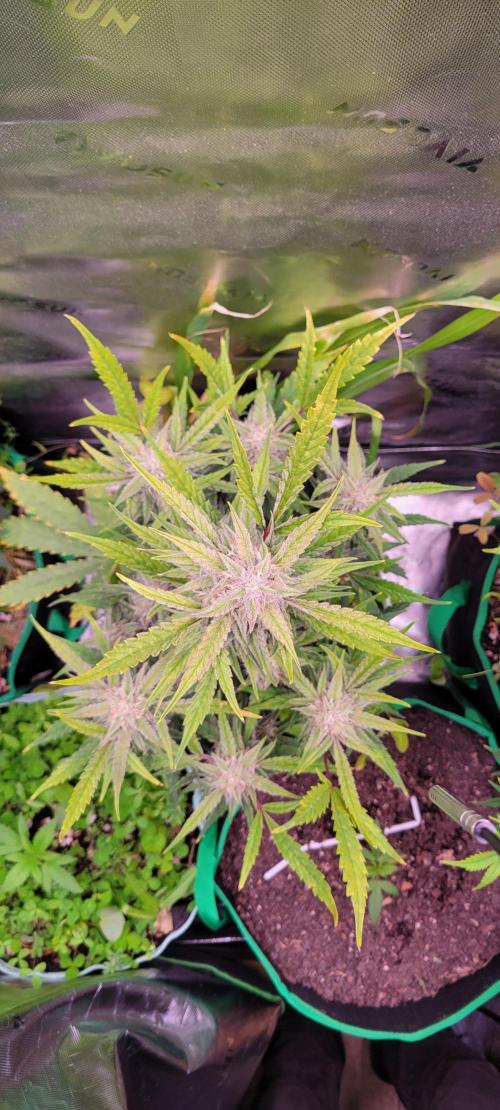 ETHOS NYCD. Week 9