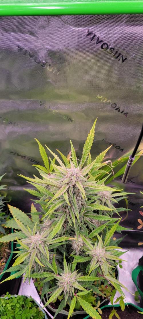 ETHOS NYCD. Week 9