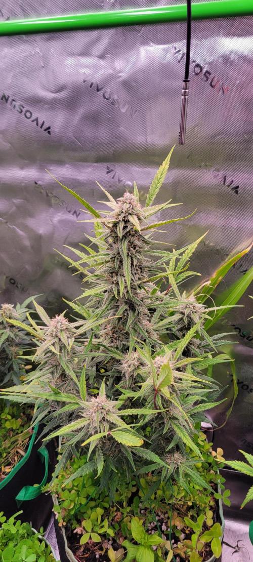 ETHOS NYCD. Week 9