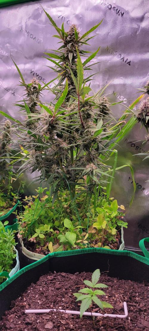 ETHOS NYCD. Week 9