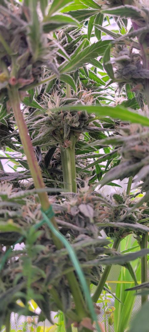 ETHOS NYCD. Week 9