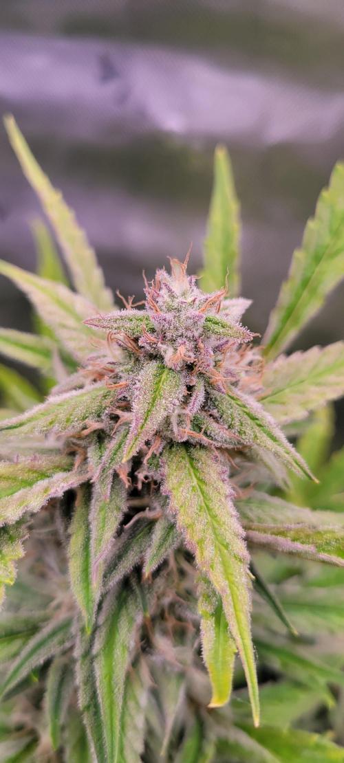 ETHOS NYCD. Week 9