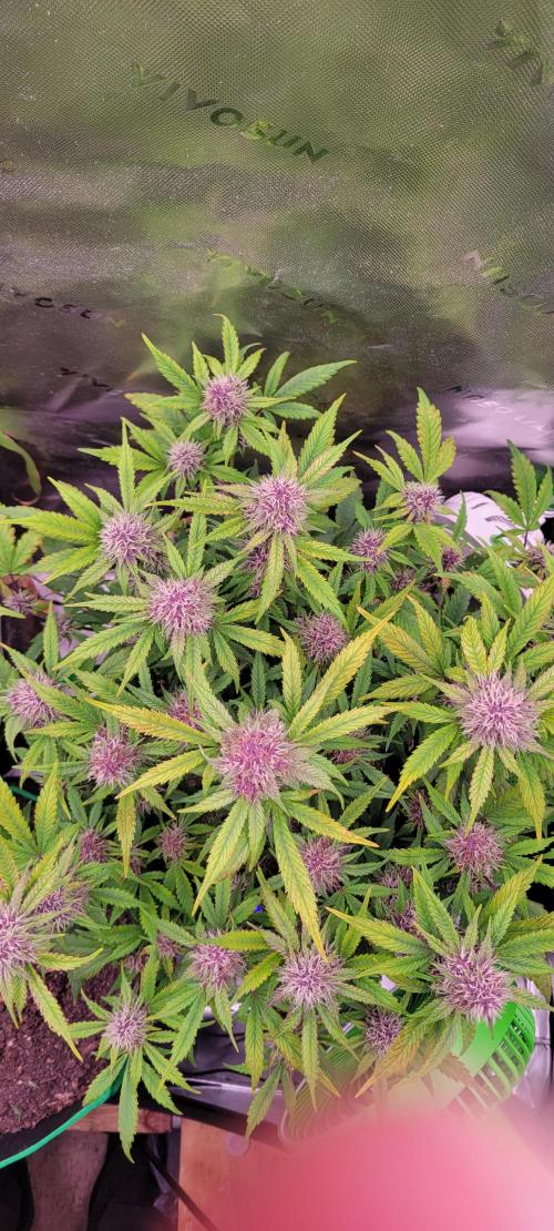 Banana Purple Punch RF3🍌👊. Week 9