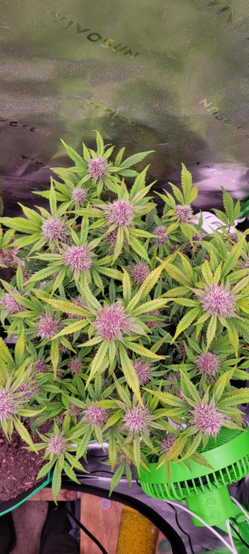 Banana Purple Punch RF3🍌👊. Week 9