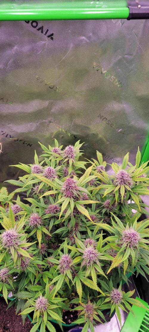 Banana Purple Punch RF3🍌👊. Week 9
