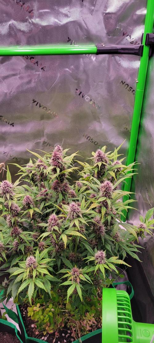 Banana Purple Punch RF3🍌👊. Week 9