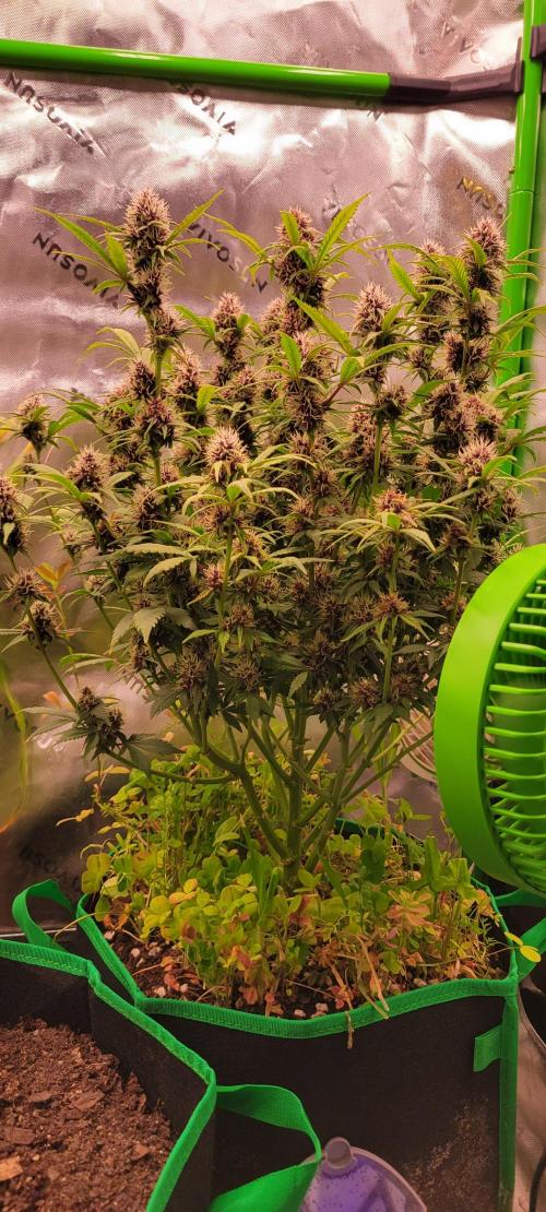 Banana Purple Punch RF3🍌👊. Week 9