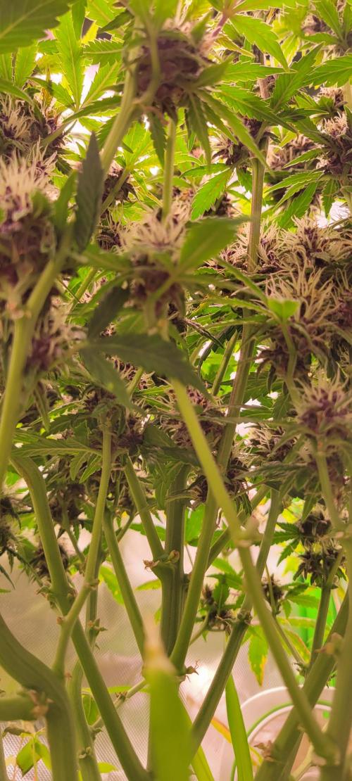 Banana Purple Punch RF3🍌👊. Week 9