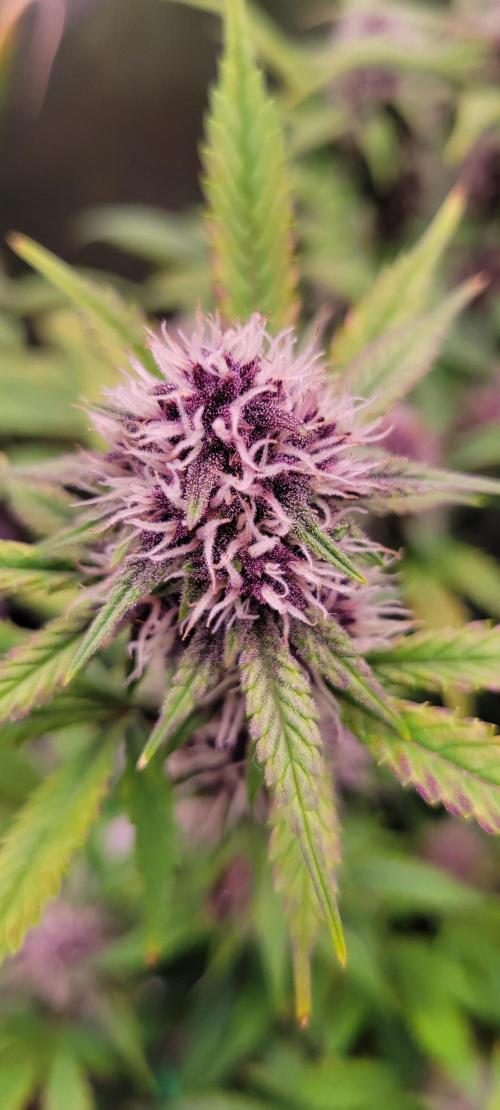 Banana Purple Punch RF3🍌👊. Week 9