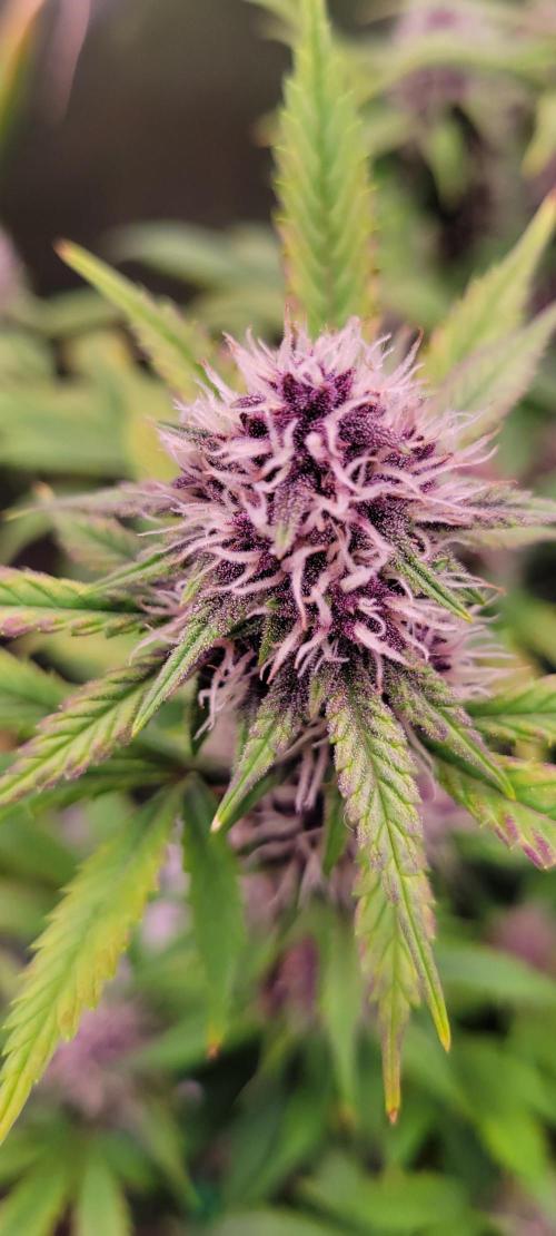 Banana Purple Punch RF3🍌👊. Week 9