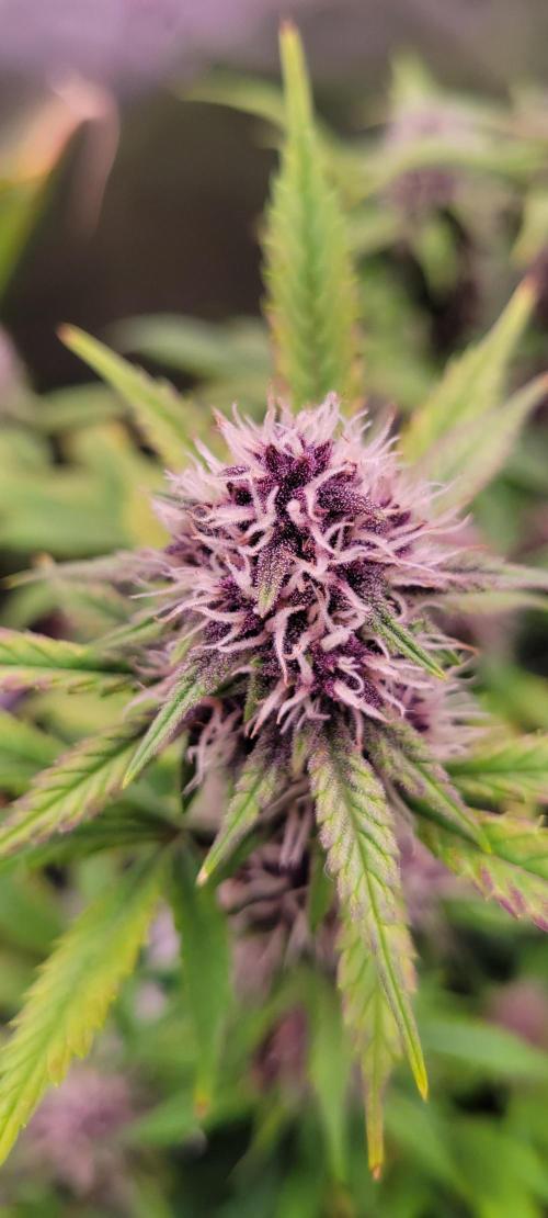 Banana Purple Punch RF3🍌👊. Week 9